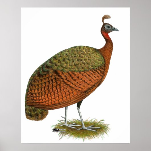 Peafowl: Kongo Peahen Poster (Voorkant)