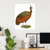 Peafowl: Kongo Peahen Poster (Thuiskantoor)