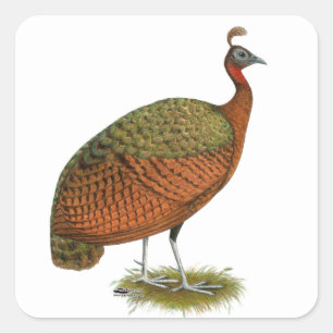 Peafowl: Kongo Peahen Vierkante Sticker