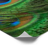 Peafowl- / Peacock-afdrukken Poster (Hoek)