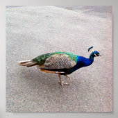 Peafowl, Poster (Voorkant)