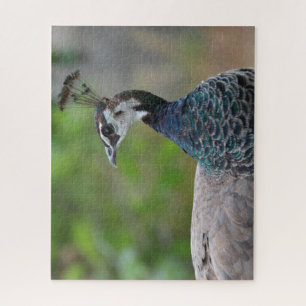 Peafowl puzzel