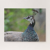 Peafowl puzzel (Horizontaal)
