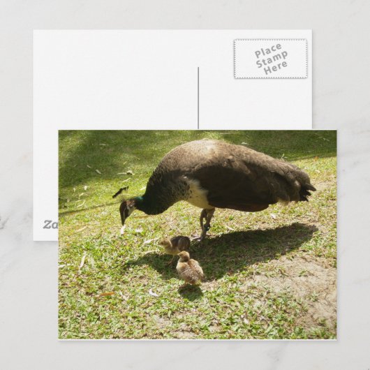 Peahen met kippen briefkaart (Voorkant / Achterkant)