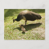 Peahen met kippen briefkaart (Voorkant)