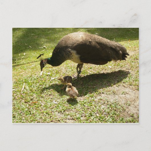 Peahen met kippen briefkaart (Voorkant)