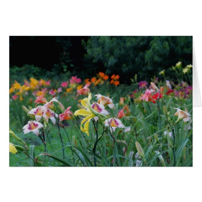 Peak Glow - Daylilies (Voorkant Horizontaal)
