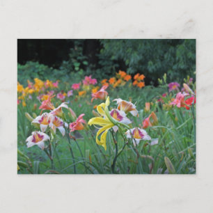 Peak Season Daylilies Briefkaart