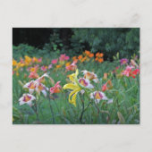 Peak Season Daylilies Briefkaart (Voorkant)