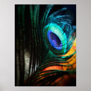 Peakcock Veer dichtbij en persoonlijk Poster