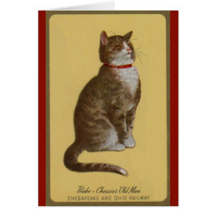 Peake, Chessie's Old Man tomcat tabby cat