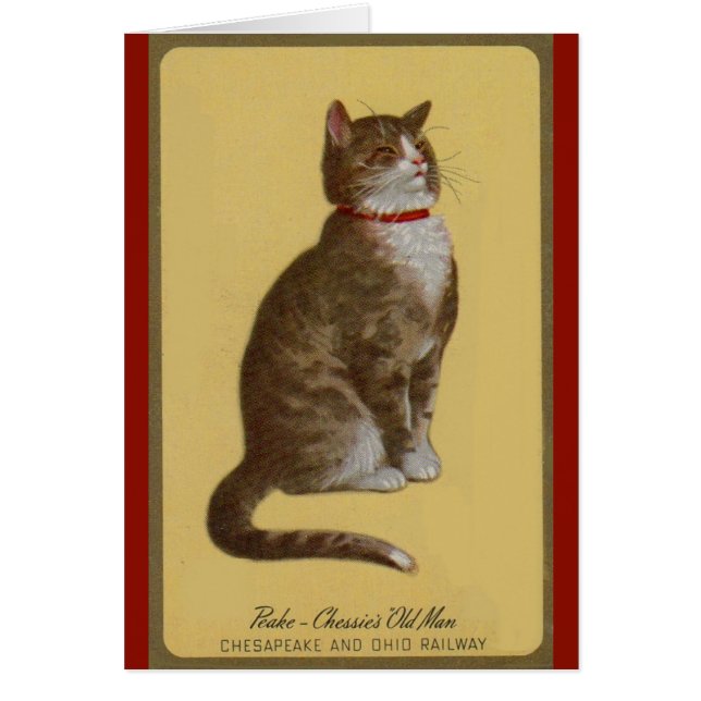 Peake, Chessie's Old Man tomcat tabby cat (Voorkant)