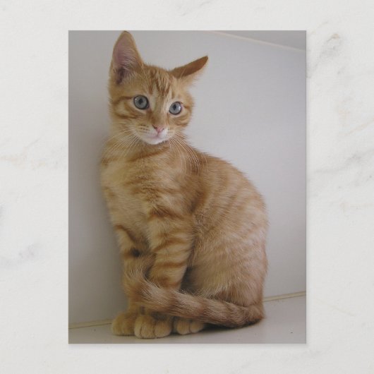 Peanut Briefkaart (Voorkant)