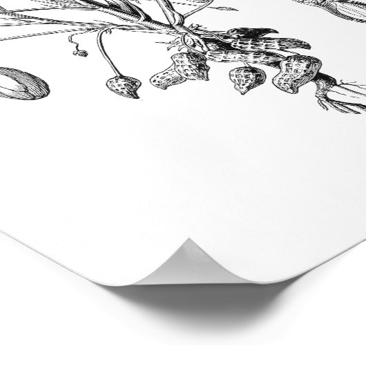 Peanut  Illustratie Poster (Hoek)