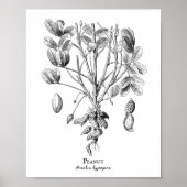Peanut  Illustratie Poster (Voorkant)