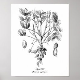 Peanut Illustratie Poster