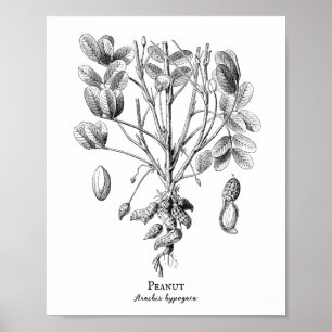 Peanut Illustratie Poster