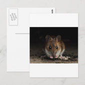 Peanut the Wood Mouse Briefkaart (Voorkant / Achterkant)