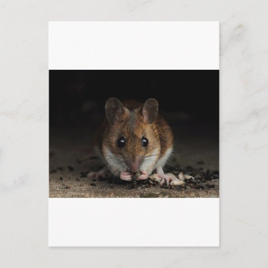 Peanut the Wood Mouse Briefkaart (Voorkant)