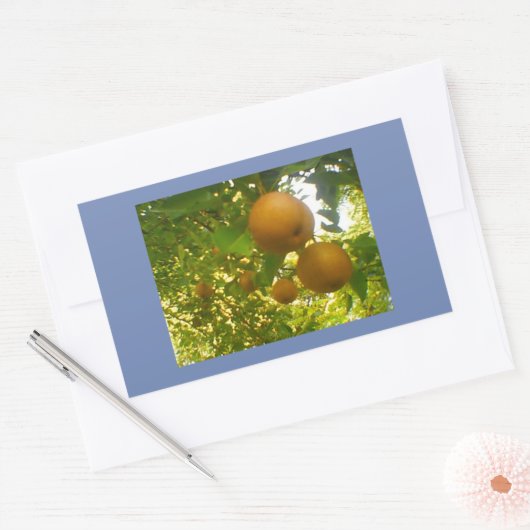 Pear Blooms Rechthoekige Sticker (Envelop)