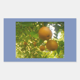 Pear Blooms Rechthoekige Sticker