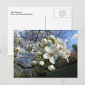 Pear Blossom Briefkaart (Voorkant / Achterkant)
