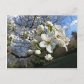 Pear Blossom Briefkaart (Voorkant)