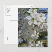 Pear Blossom Briefkaart (Voorkant / Achterkant)