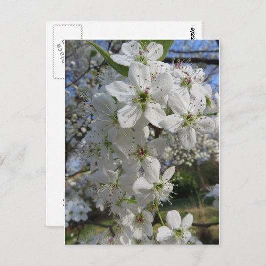 Pear Blossom Briefkaart (Voorkant / Achterkant)