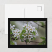 Pear Blossom Briefkaart (Voorkant / Achterkant)