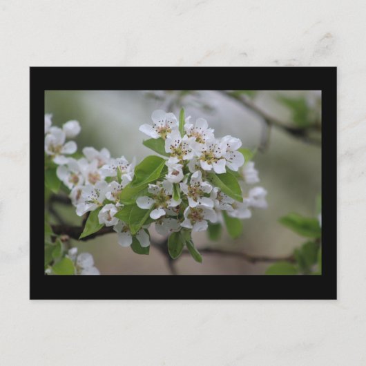 Pear Blossom Briefkaart (Voorkant)