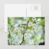 Pear Blossom Briefkaart (Voorkant / Achterkant)