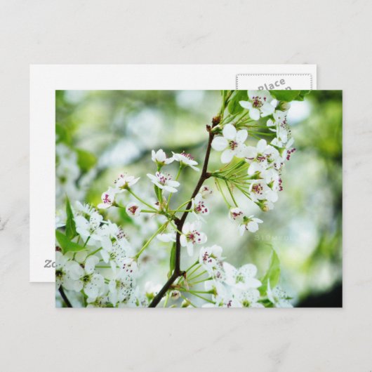 Pear Blossom Briefkaart (Voorkant / Achterkant)