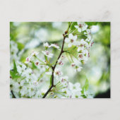 Pear Blossom Briefkaart (Voorkant)