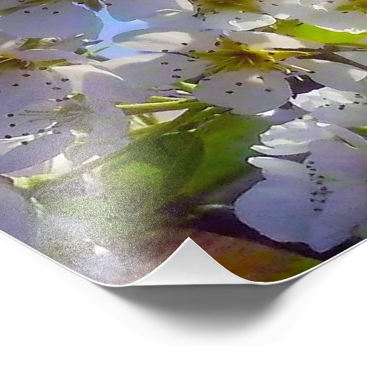 Pear Blossom Foto Afdruk (Hoek)