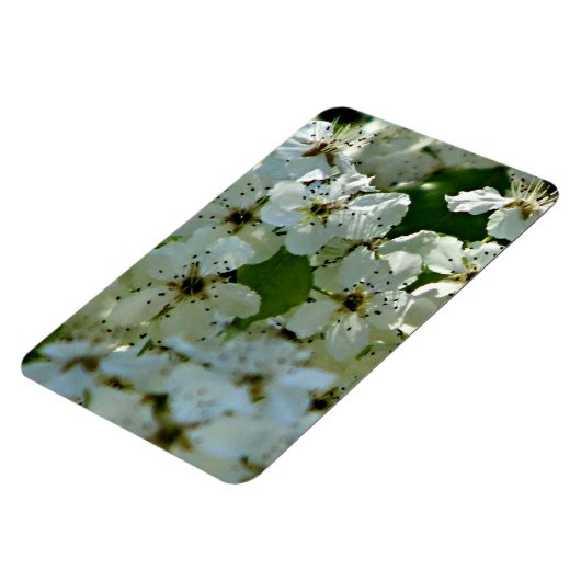 Pear Blossom in bloei Magneet (Linkerzijde)