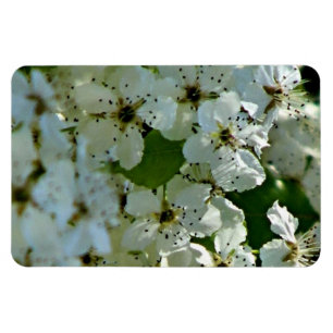 Pear Blossom in bloei Magneet