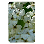 Pear Blossom in bloei Magneet (Verticaal)