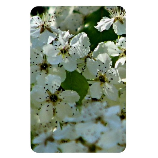 Pear Blossom in bloei Magneet (Verticaal)