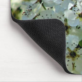 Pear Blossom in bloei Muismat (Hoek)