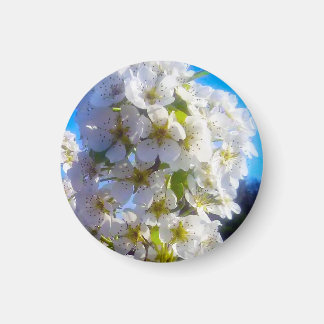 Pear Blossom Magneet