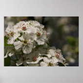 Pear Blossom Poster (Voorkant)