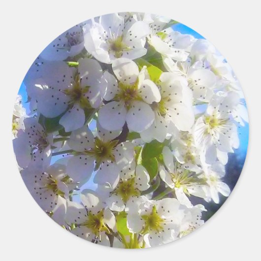 Pear Blossom Ronde Sticker (Voorkant)