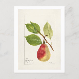 Pear Branch (Pyrus Communis)(1893) Klein Briefkaart