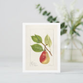 Pear Branch (Pyrus Communis)(1893) Klein Briefkaart (Staand voorkant)