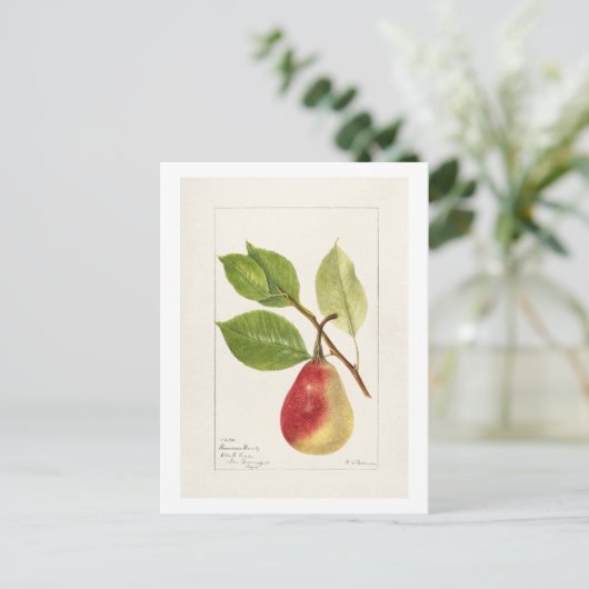 Pear Branch (Pyrus Communis)(1893) Klein Briefkaart (Staand voorkant)