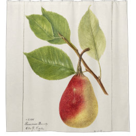 Pear Branch (Pyrus Communis)(1893) Klein Douchegordijn