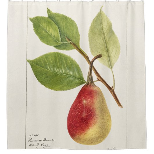 Pear Branch (Pyrus Communis)(1893) Klein Douchegordijn (Voorkant)