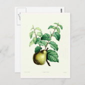 Pear Briefkaart (Voorkant / Achterkant)