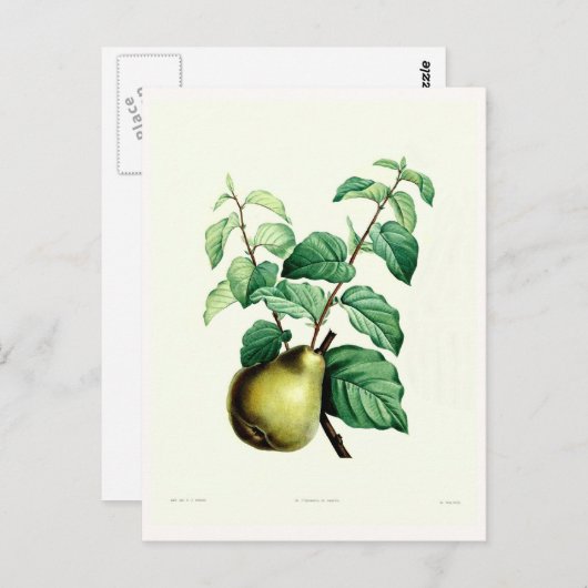 Pear Briefkaart (Voorkant / Achterkant)